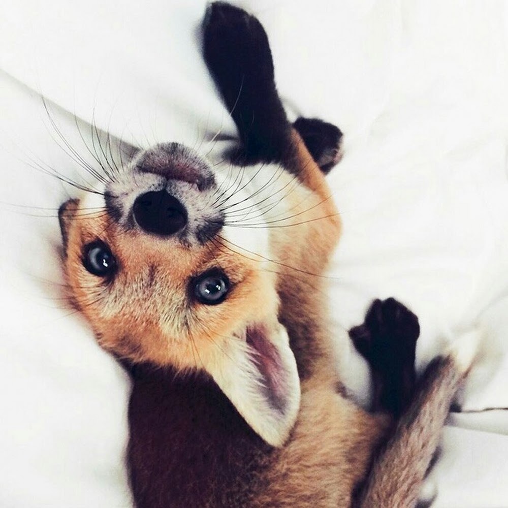 Meet your Posher, Dani